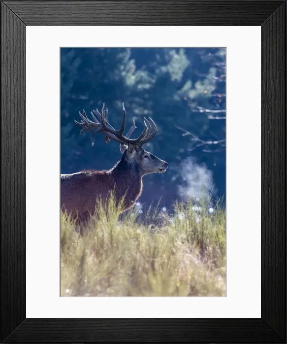 Framed Print : Picture No. 10922624 Framed Print : Picture No. 10922624