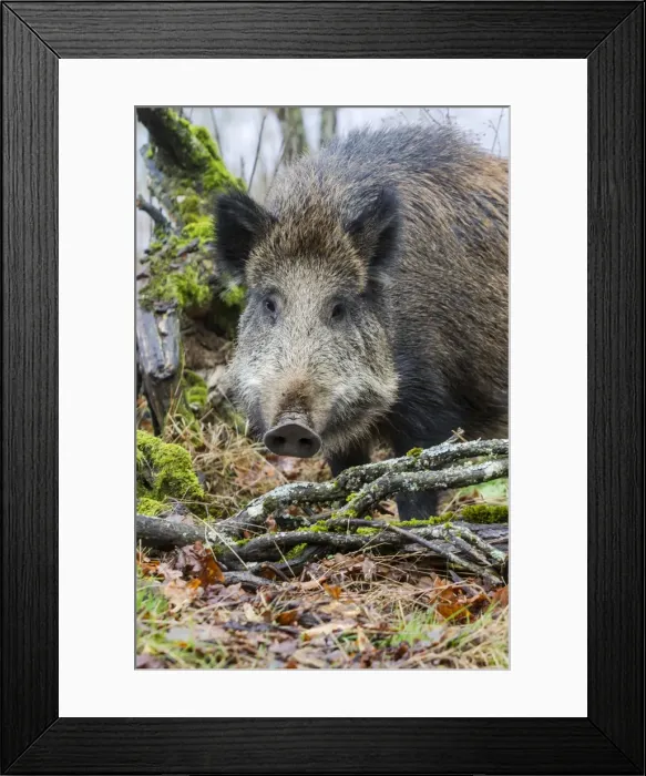 Framed Print : Picture No. 10922626 Framed Print : Picture No. 10922626