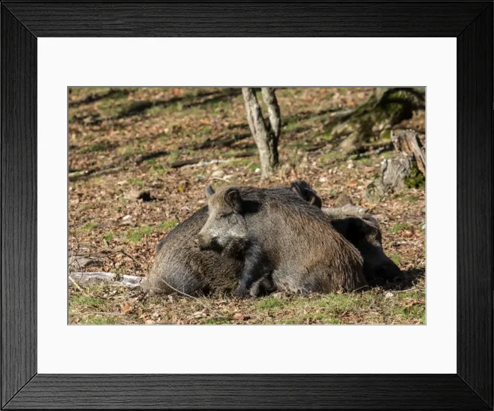 Framed Print : Picture No. 10922628 Framed Print : Picture No. 10922628