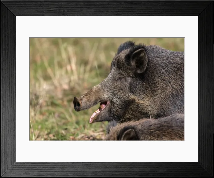 Framed Print : Picture No. 10922627 Framed Print : Picture No. 10922627