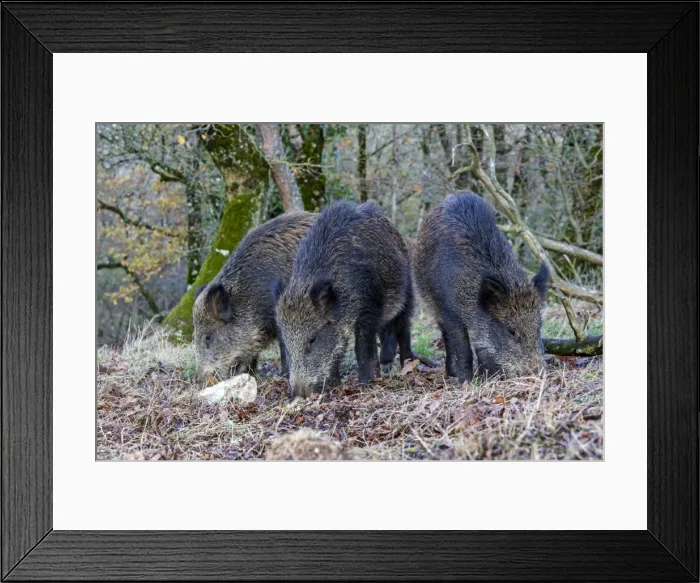 Framed Print : Picture No. 10922625 Framed Print : Picture No. 10922625