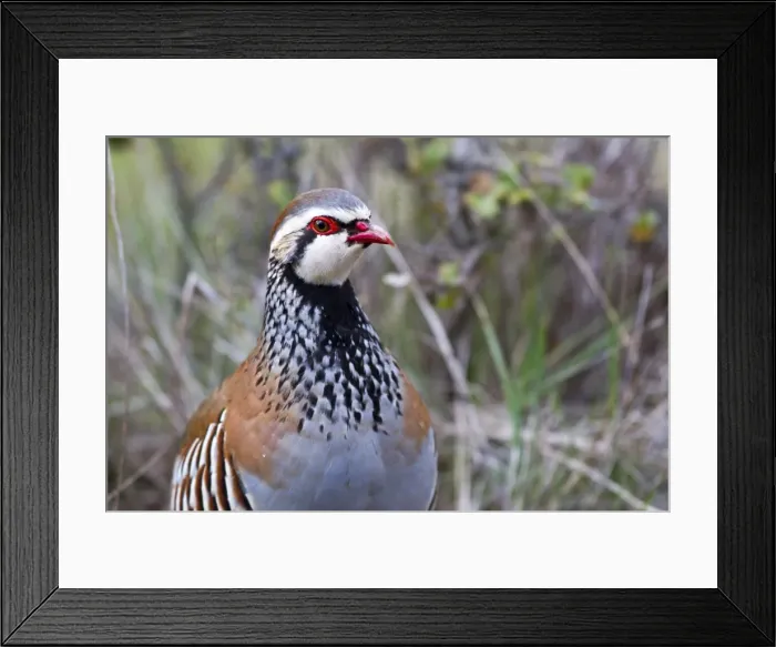 Framed Print : Picture No. 10922632 Framed Print : Picture No. 10922632
