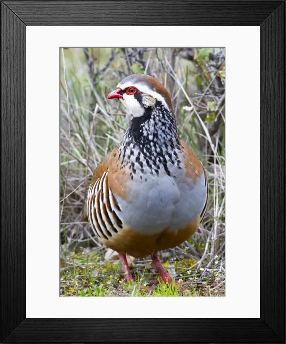 Framed Print : Picture No. 10922633 Framed Print : Picture No. 10922633