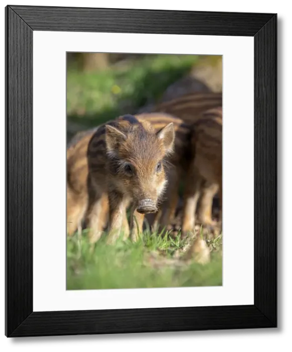 Framed Print : Picture No. 10922637 Framed Print : Picture No. 10922637