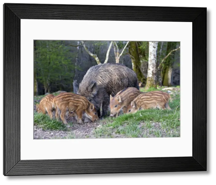 Framed Print : Picture No. 10922638 Framed Print : Picture No. 10922638