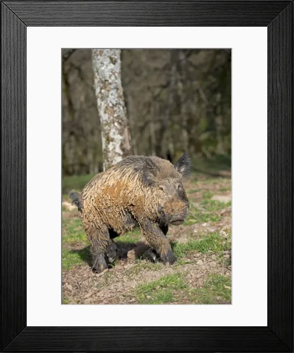Framed Print : Picture No. 10922635 Framed Print : Picture No. 10922635