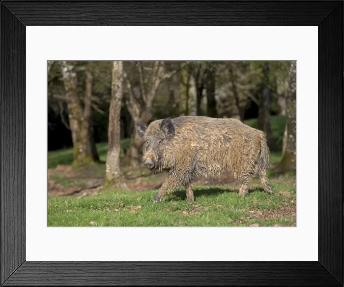Framed Print : Picture No. 10922634 Framed Print : Picture No. 10922634