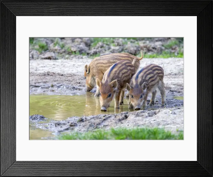 Framed Print : Picture No. 10922641 Framed Print : Picture No. 10922641