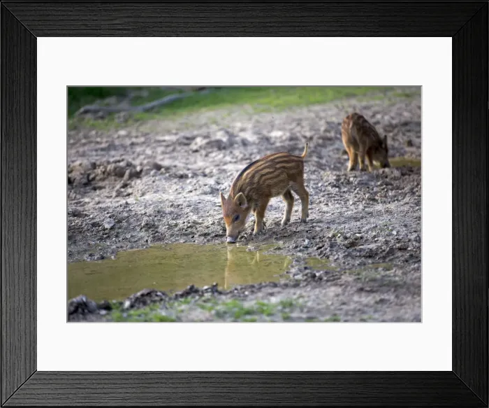 Framed Print : Picture No. 10922640 Framed Print : Picture No. 10922640
