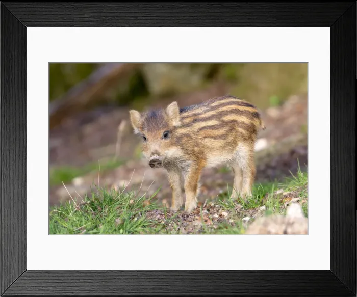 Framed Print : Picture No. 10922643 Framed Print : Picture No. 10922643