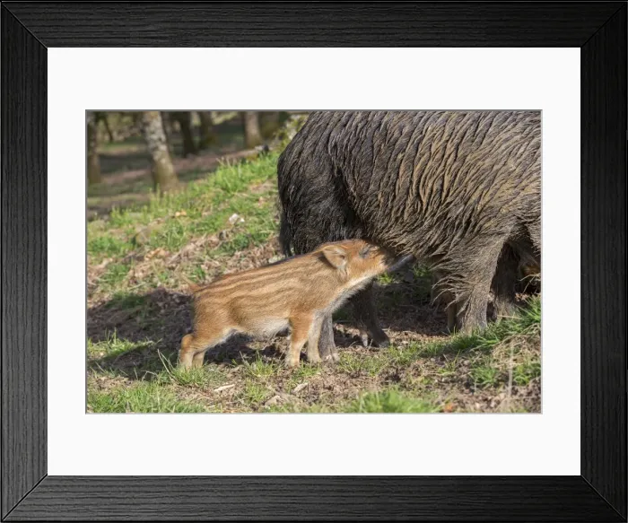 Framed Print : Picture No. 10922636 Framed Print : Picture No. 10922636