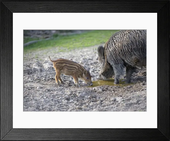 Framed Print : Picture No. 10922639 Framed Print : Picture No. 10922639