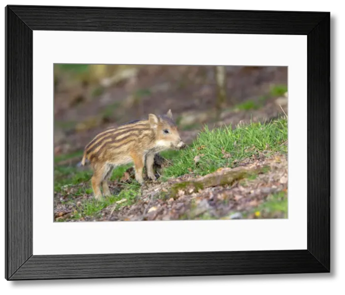 Framed Print : Picture No. 10922644 Framed Print : Picture No. 10922644