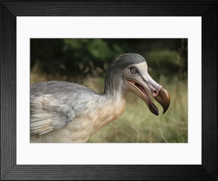 Framed Print : Picture No. 10922649 Framed Print : Picture No. 10922649