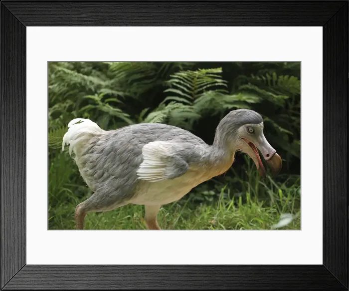 Framed Print : Picture No. 10922648