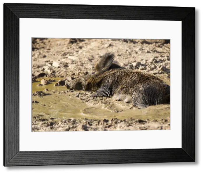 Framed Print : Picture No. 10922642 Framed Print : Picture No. 10922642
