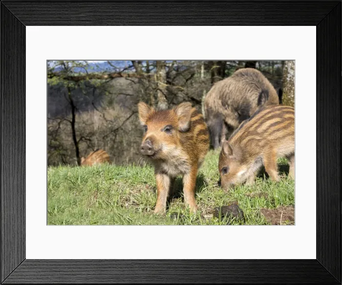 Framed Print : Picture No. 10922645 Framed Print : Picture No. 10922645