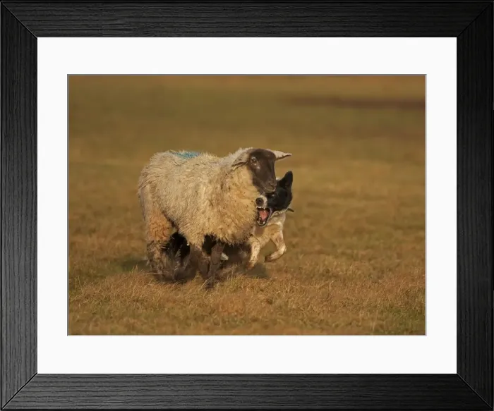 Framed Print : Picture No. 10946809 Framed Print : Picture No. 10946809