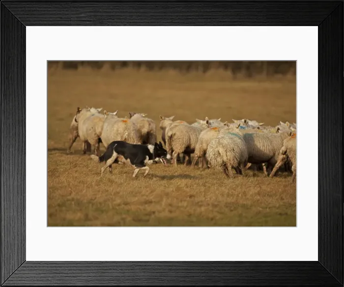 Framed Print : Picture No. 10946810