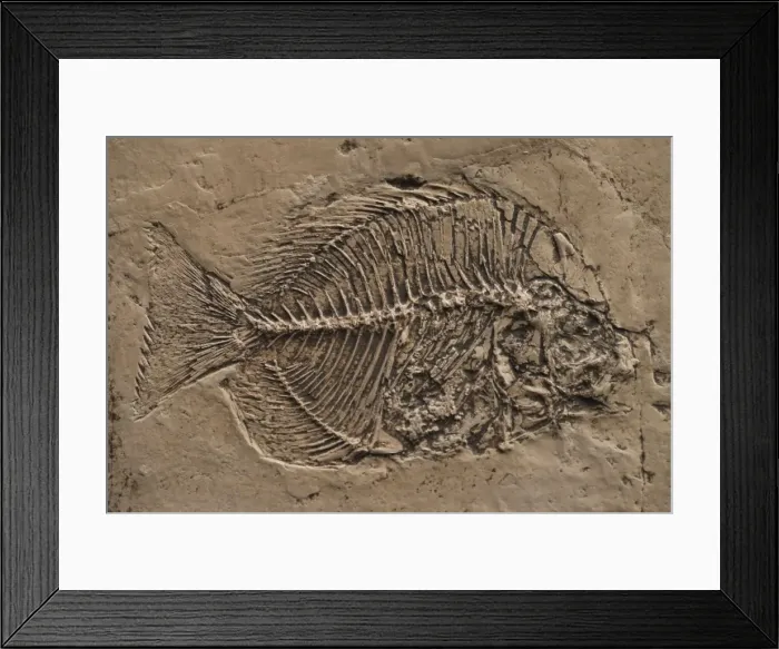 Framed Print : Picture No. 10922654 Framed Print : Picture No. 10922654