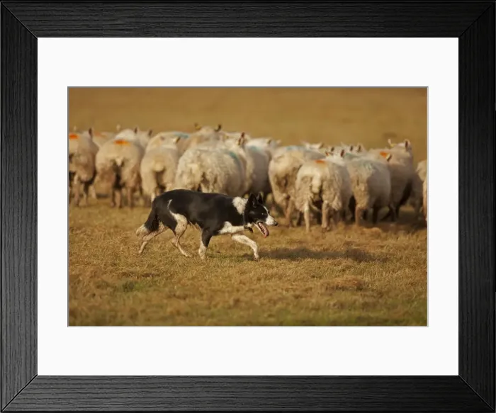Framed Print : Picture No. 10946811