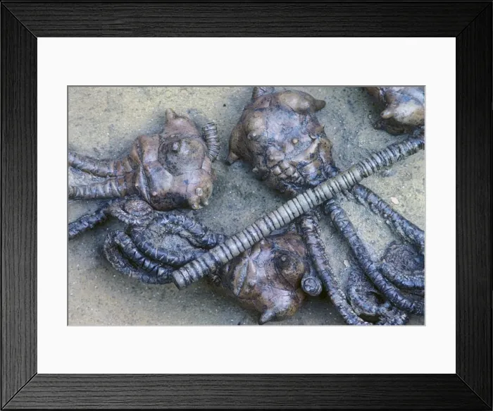 Framed Print : Picture No. 10946812 Framed Print : Picture No. 10946812