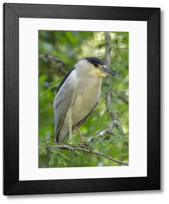 Framed Print : Picture No. 10946817 Framed Print : Picture No. 10946817