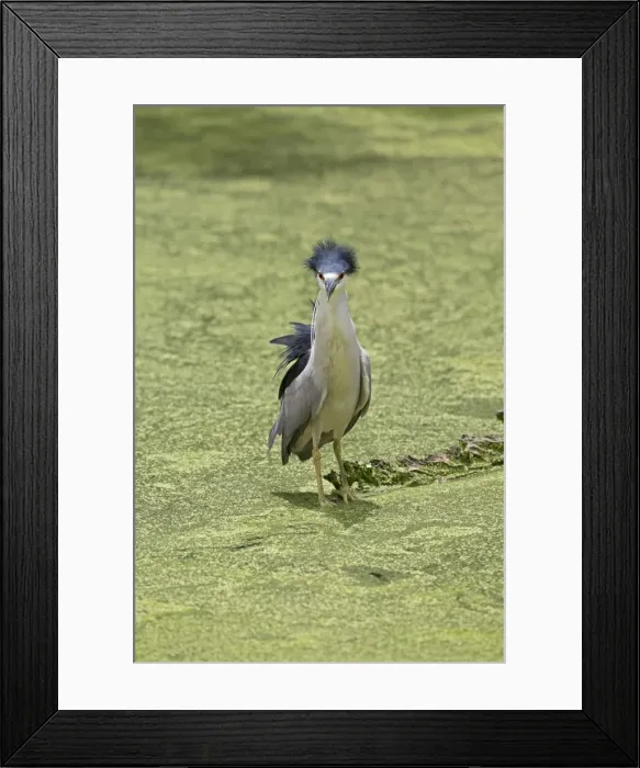 Framed Print : Picture No. 10946813 Framed Print : Picture No. 10946813