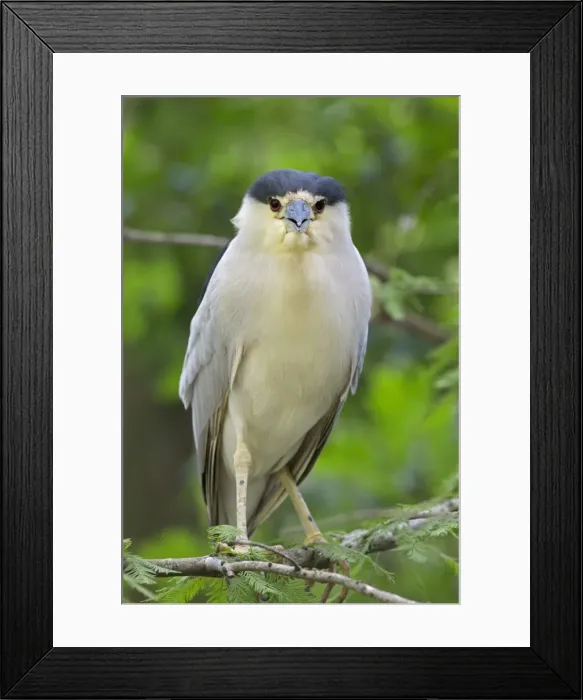 Framed Print : Picture No. 10946816 Framed Print : Picture No. 10946816