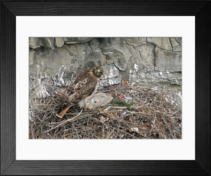 Framed Print : Picture No. 10946819 Framed Print : Picture No. 10946819