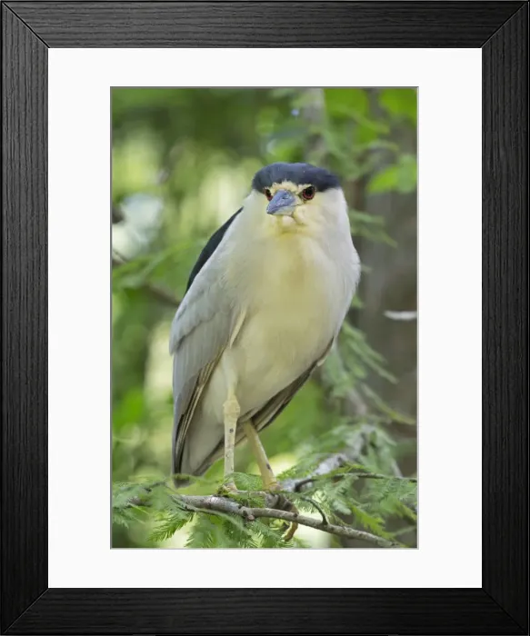 Framed Print : Picture No. 10946822 Framed Print : Picture No. 10946822