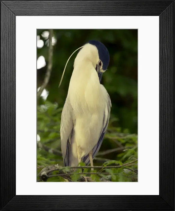 Framed Print : Picture No. 10946823 Framed Print : Picture No. 10946823
