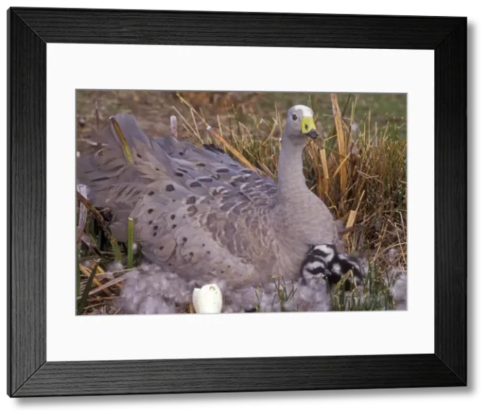 Framed Print : Picture No. 10946821 Framed Print : Picture No. 10946821