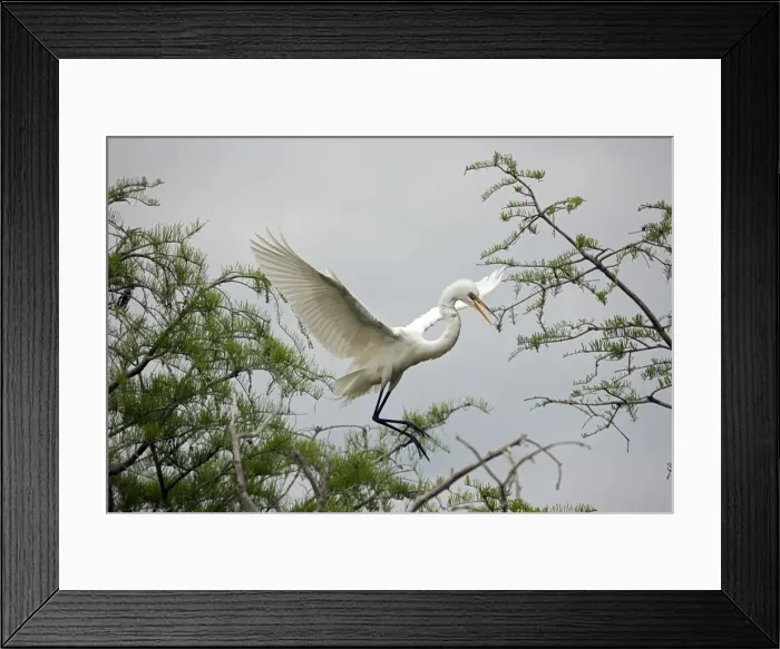 Framed Print : Picture No. 10946825 Framed Print : Picture No. 10946825