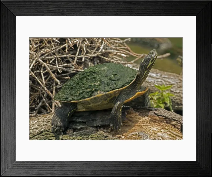 Framed Print : Picture No. 10946820 Framed Print : Picture No. 10946820