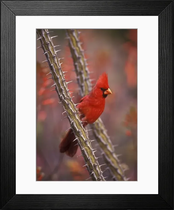 Framed Print : Picture No. 10946824 Framed Print : Picture No. 10946824