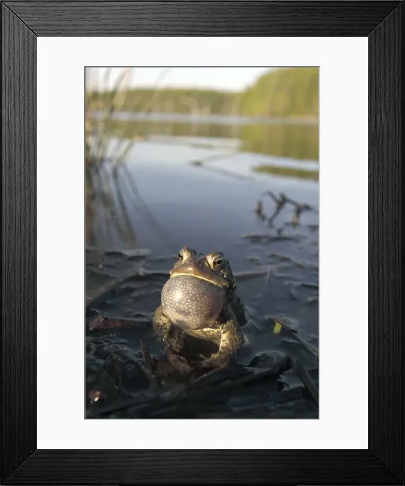 Framed Print : Picture No. 10946830 Framed Print : Picture No. 10946830