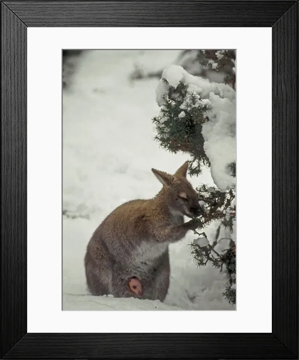 Framed Print : Picture No. 10946826 Framed Print : Picture No. 10946826