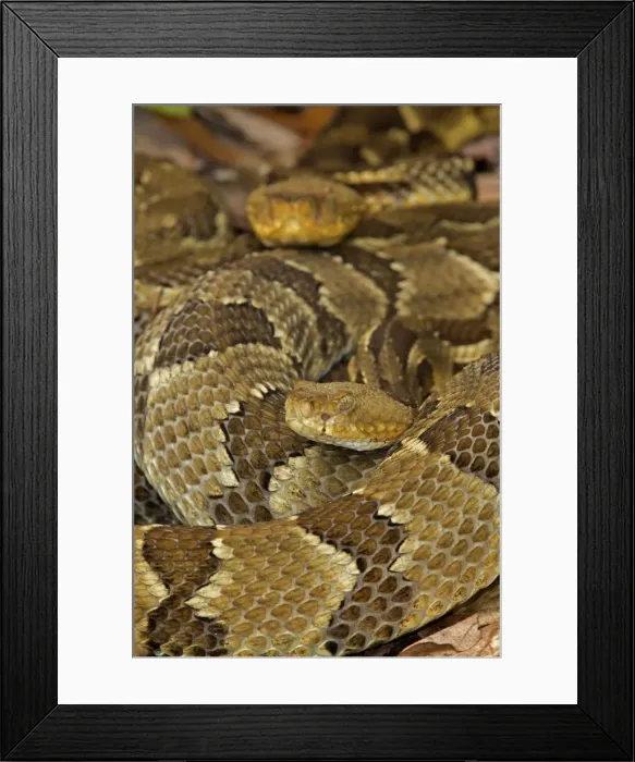Framed Print : Picture No. 10946829 Framed Print : Picture No. 10946829