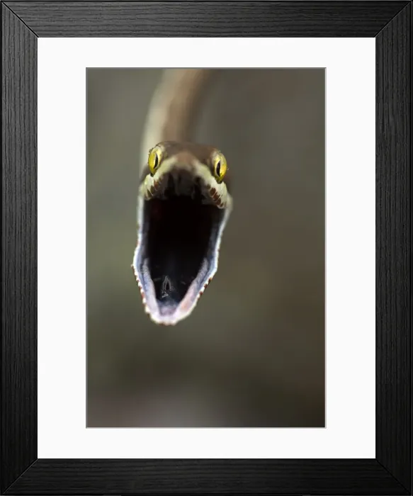 Framed Print : Picture No. 10946832 Framed Print : Picture No. 10946832