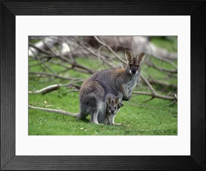Framed Print : Picture No. 10946828 Framed Print : Picture No. 10946828