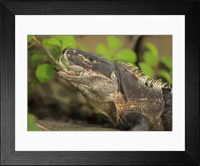 Framed Print : Picture No. 10946831 Framed Print : Picture No. 10946831