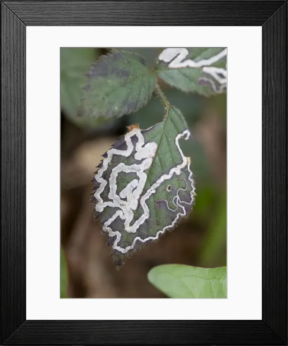 Framed Print : Picture No. 10946883 Framed Print : Picture No. 10946883