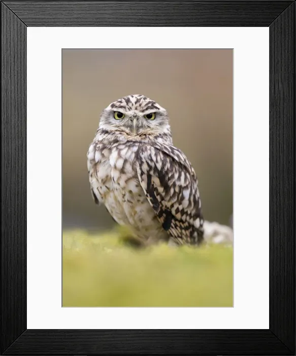 Framed Print : Picture No. 10946888 Framed Print : Picture No. 10946888