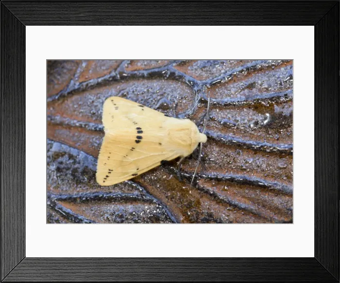Framed Print : Picture No. 10946887 Framed Print : Picture No. 10946887