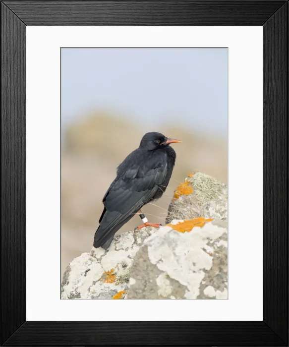 Framed Print : Picture No. 10946893 Framed Print : Picture No. 10946893
