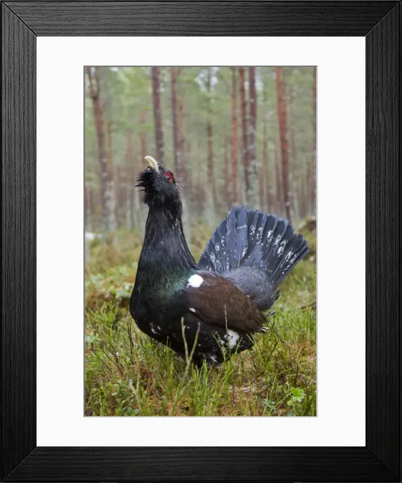Framed Print : Picture No. 10946890 Framed Print : Picture No. 10946890