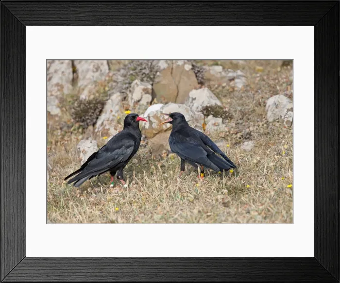 Framed Print : Picture No. 10946894 Framed Print : Picture No. 10946894
