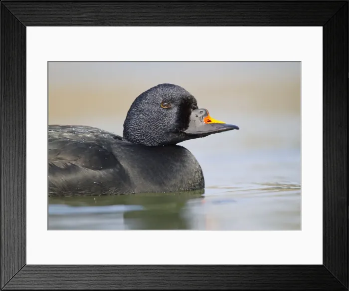 Framed Print : Picture No. 10946896 Framed Print : Picture No. 10946896