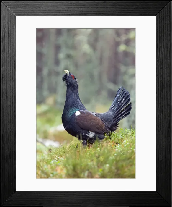 Framed Print : Picture No. 10946892 Framed Print : Picture No. 10946892